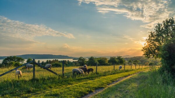 Countryside